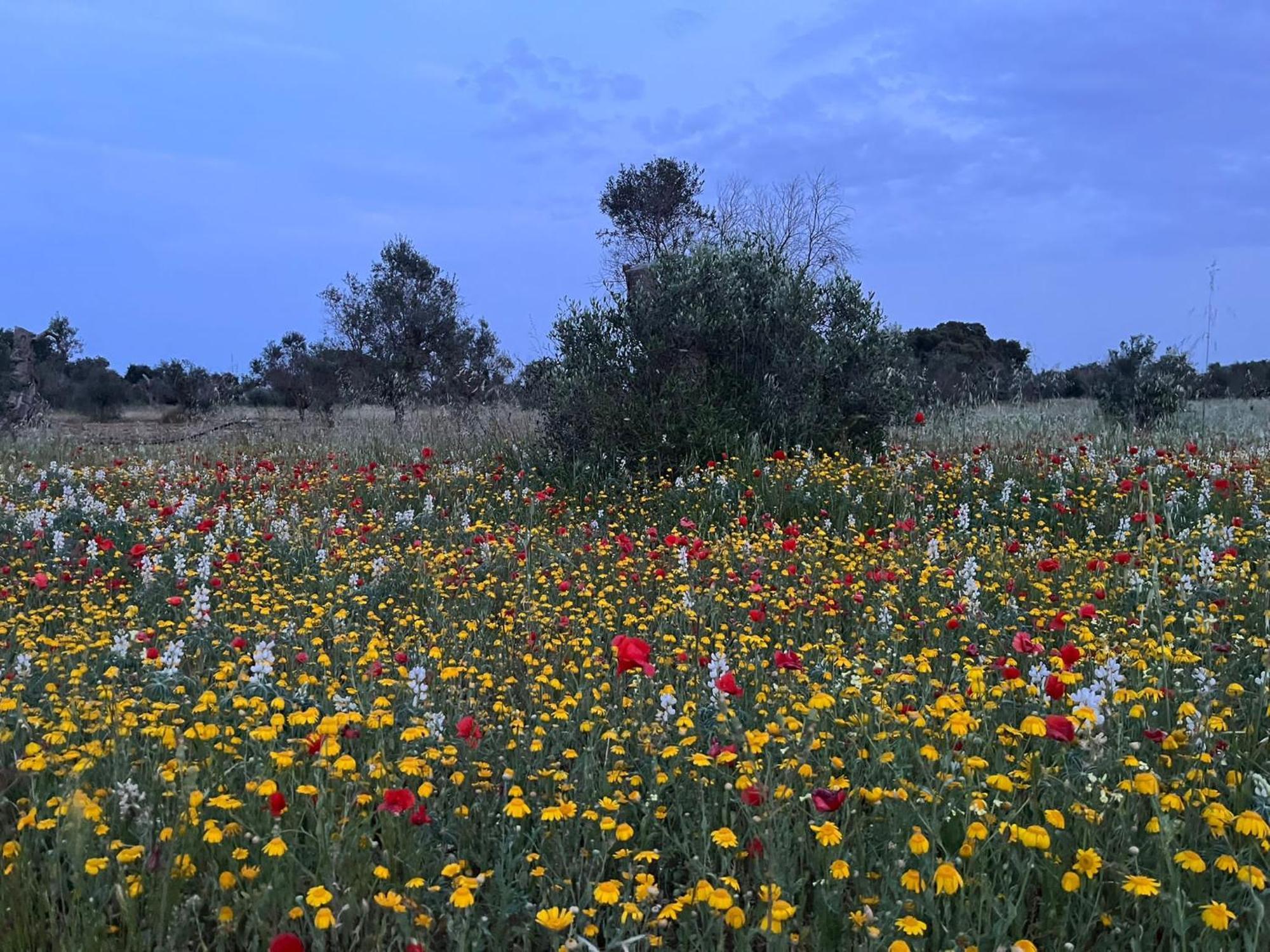 Agriturismo Villa Coluccia Мартано Екстериор снимка