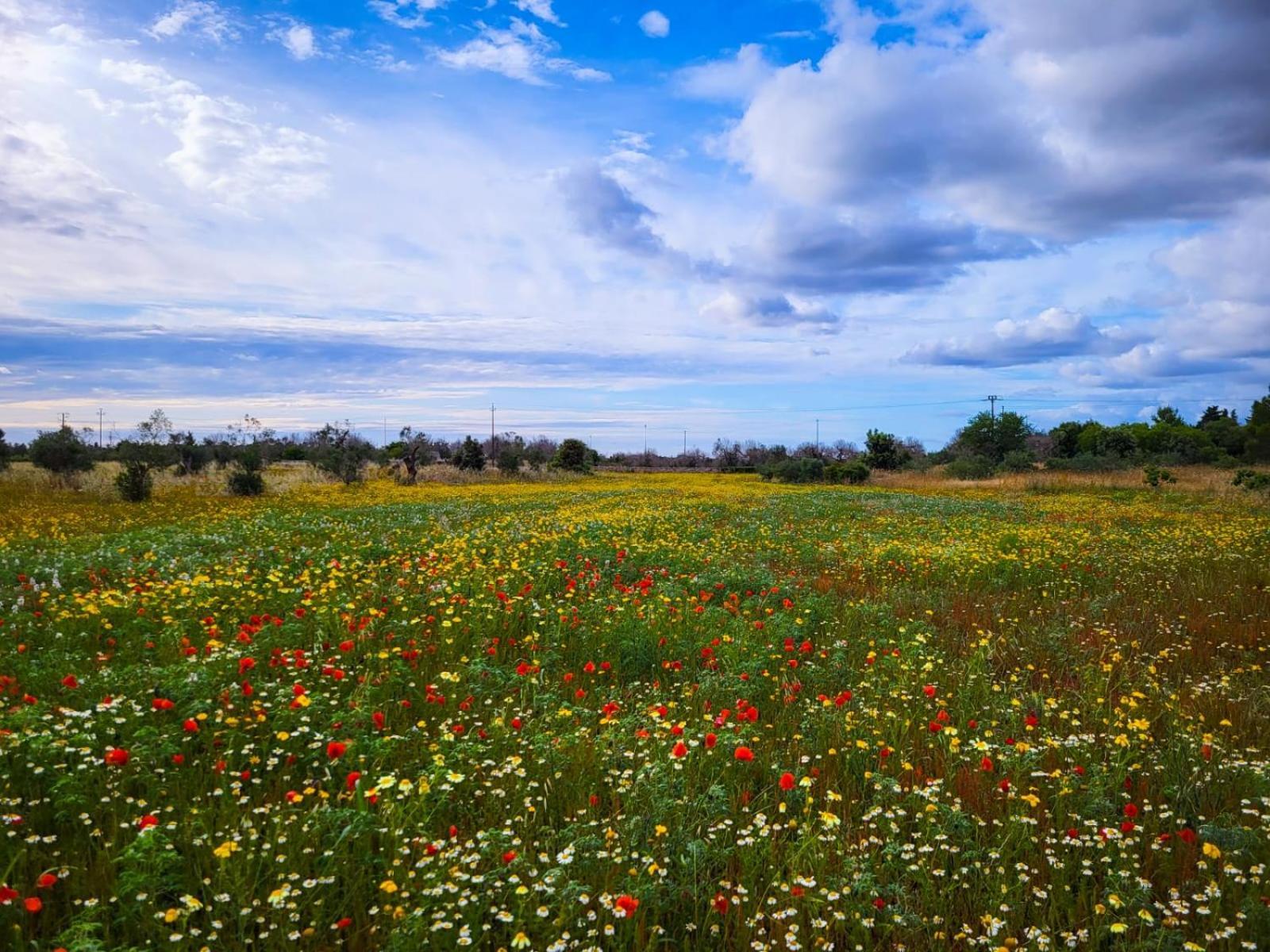 Agriturismo Villa Coluccia Мартано Екстериор снимка